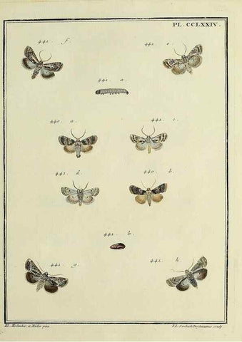 Reproducción/Reproduction 32988194058: Papillons d'Europe, peints d'après nature /. A Paris :Chez P.M. Delaguette, imprimeur-libraire ... ;1779-1792 [i.e. 1793]. 