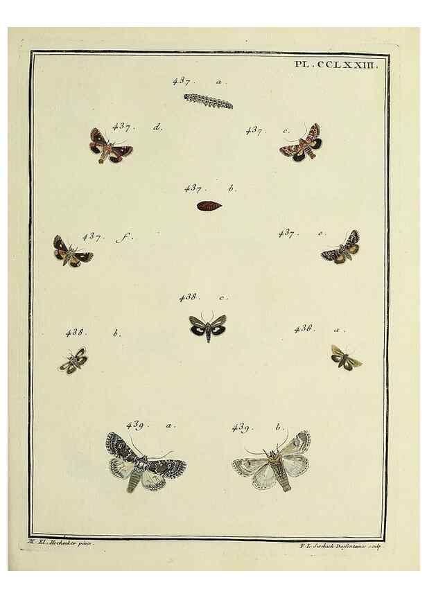 Reproducción/Reproduction 39898831963: Papillons d'Europe, peints d'après nature /. A Paris :Chez P.M. Delaguette, imprimeur-libraire ... ;1779-1792 [i.e. 1793]. 