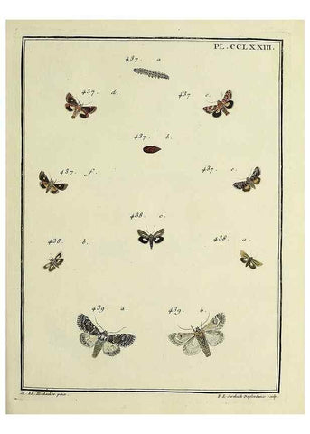 Reproducción/Reproduction 39898831963: Papillons d'Europe, peints d'après nature /. A Paris :Chez P.M. Delaguette, imprimeur-libraire ... ;1779-1792 [i.e. 1793]. 