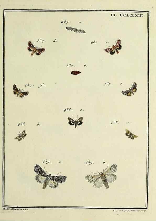 Reproducción/Reproduction 39898831963: Papillons d'Europe, peints d'après nature /. A Paris :Chez P.M. Delaguette, imprimeur-libraire ... ;1779-1792 [i.e. 1793]. 
