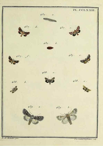 Reproducción/Reproduction 39898831963: Papillons d'Europe, peints d'après nature /. A Paris :Chez P.M. Delaguette, imprimeur-libraire ... ;1779-1792 [i.e. 1793]. 