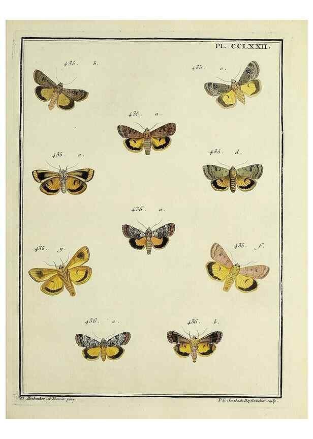 Reproducción/Reproduction 39898831103: Papillons d'Europe, peints d'après nature /. A Paris :Chez P.M. Delaguette, imprimeur-libraire ... ;1779-1792 [i.e. 1793]. 