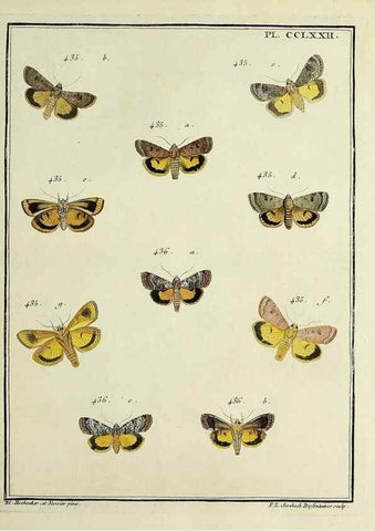 Reproducción/Reproduction 39898831103: Papillons d'Europe, peints d'après nature /. A Paris :Chez P.M. Delaguette, imprimeur-libraire ... ;1779-1792 [i.e. 1793]. 