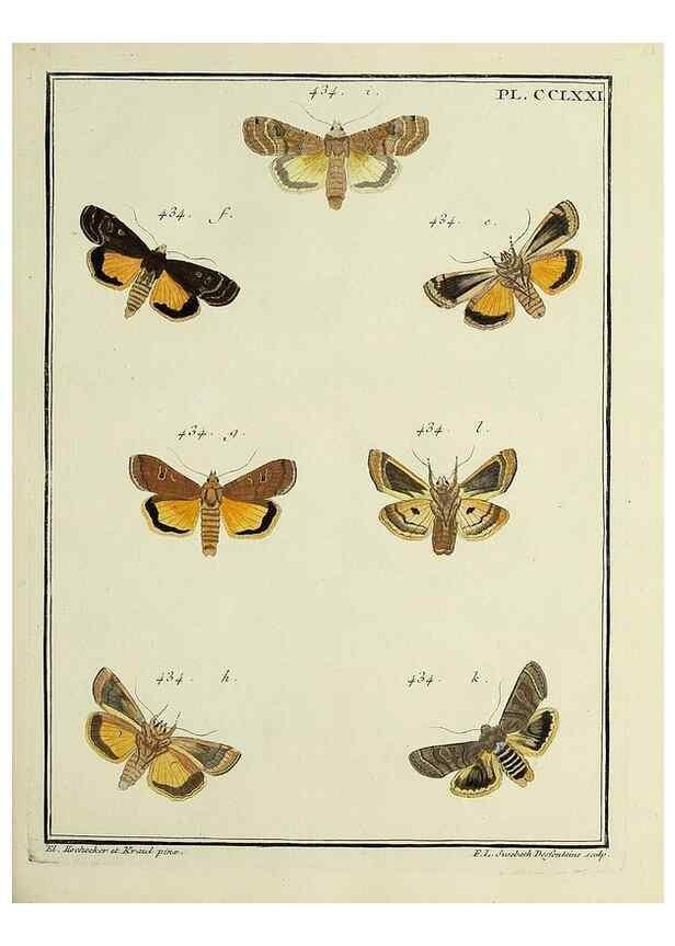 Reproducción/Reproduction 46863451101: Papillons d'Europe, peints d'après nature /. A Paris :Chez P.M. Delaguette, imprimeur-libraire ... ;1779-1792 [i.e. 1793]. 