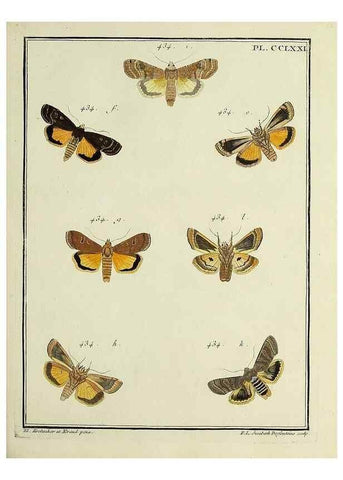 Reproducción/Reproduction 46863451101: Papillons d'Europe, peints d'après nature /. A Paris :Chez P.M. Delaguette, imprimeur-libraire ... ;1779-1792 [i.e. 1793]. 