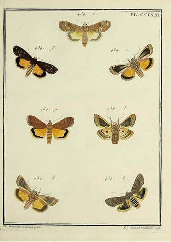 Reproducción/Reproduction 46863451101: Papillons d'Europe, peints d'après nature /. A Paris :Chez P.M. Delaguette, imprimeur-libraire ... ;1779-1792 [i.e. 1793]. 
