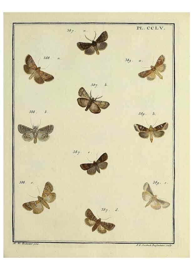 Reproducción/Reproduction 46811419392: Papillons d'Europe, peints d'après nature /. A Paris :Chez P.M. Delaguette, imprimeur-libraire ... ;1779-1792 [i.e. 1793]. 