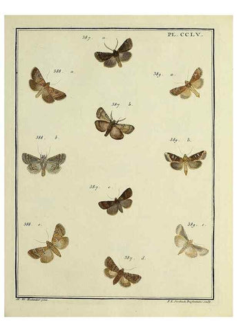 Reproducción/Reproduction 46811419392: Papillons d'Europe, peints d'après nature /. A Paris :Chez P.M. Delaguette, imprimeur-libraire ... ;1779-1792 [i.e. 1793]. 