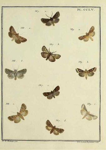 Reproducción/Reproduction 46811419392: Papillons d'Europe, peints d'après nature /. A Paris :Chez P.M. Delaguette, imprimeur-libraire ... ;1779-1792 [i.e. 1793]. 