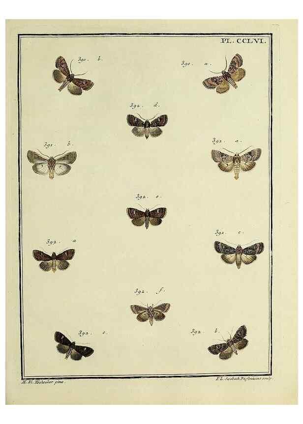 Reproducción/Reproduction 39898817893: Papillons d'Europe, peints d'après nature /. A Paris :Chez P.M. Delaguette, imprimeur-libraire ... ;1779-1792 [i.e. 1793]. 