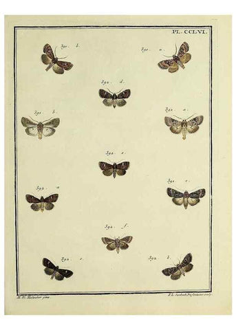 Reproducción/Reproduction 39898817893: Papillons d'Europe, peints d'après nature /. A Paris :Chez P.M. Delaguette, imprimeur-libraire ... ;1779-1792 [i.e. 1793]. 