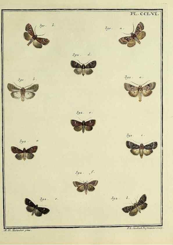 Reproducción/Reproduction 39898817893: Papillons d'Europe, peints d'après nature /. A Paris :Chez P.M. Delaguette, imprimeur-libraire ... ;1779-1792 [i.e. 1793]. 