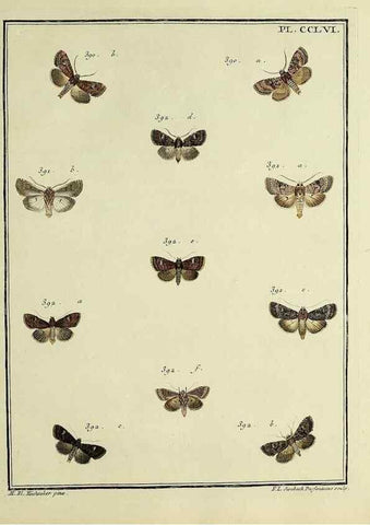 Reproducción/Reproduction 39898817893: Papillons d'Europe, peints d'après nature /. A Paris :Chez P.M. Delaguette, imprimeur-libraire ... ;1779-1792 [i.e. 1793]. 