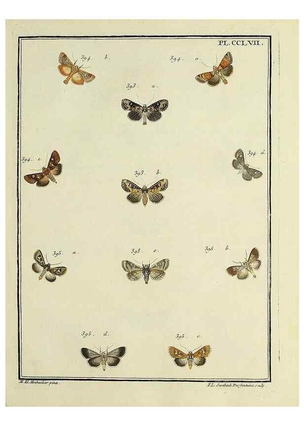Reproducción/Reproduction 31922144717: Papillons d'Europe, peints d'après nature /. A Paris :Chez P.M. Delaguette, imprimeur-libraire ... ;1779-1792 [i.e. 1793]. 