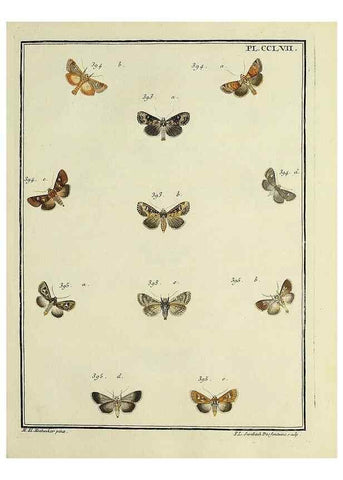 Reproducción/Reproduction 31922144717: Papillons d'Europe, peints d'après nature /. A Paris :Chez P.M. Delaguette, imprimeur-libraire ... ;1779-1792 [i.e. 1793]. 