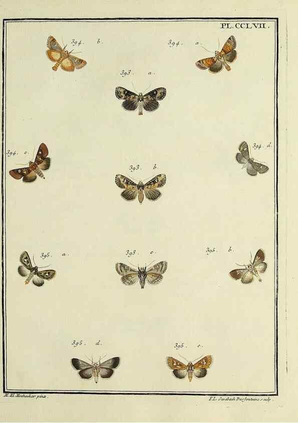 Reproducción/Reproduction 31922144717: Papillons d'Europe, peints d'après nature /. A Paris :Chez P.M. Delaguette, imprimeur-libraire ... ;1779-1792 [i.e. 1793]. 