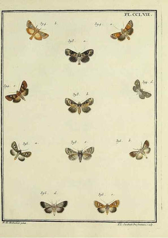 Reproducción/Reproduction 31922144717: Papillons d'Europe, peints d'après nature /. A Paris :Chez P.M. Delaguette, imprimeur-libraire ... ;1779-1792 [i.e. 1793]. 
