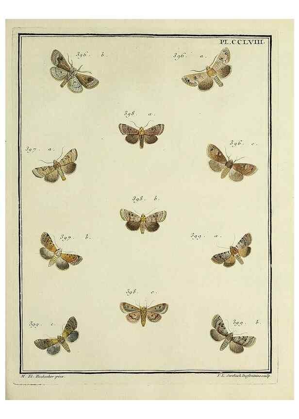 Reproducción/Reproduction 46811424842: Papillons d'Europe, peints d'après nature /. A Paris :Chez P.M. Delaguette, imprimeur-libraire ... ;1779-1792 [i.e. 1793]. 