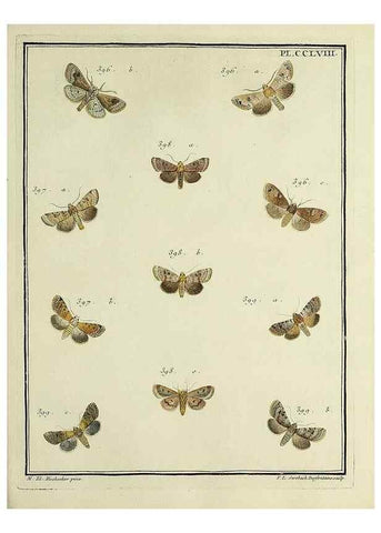 Reproducción/Reproduction 46811424842: Papillons d'Europe, peints d'après nature /. A Paris :Chez P.M. Delaguette, imprimeur-libraire ... ;1779-1792 [i.e. 1793]. 