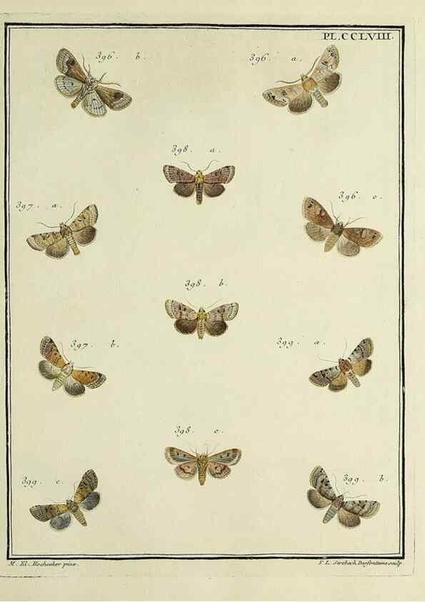 Reproducción/Reproduction 46811424842: Papillons d'Europe, peints d'après nature /. A Paris :Chez P.M. Delaguette, imprimeur-libraire ... ;1779-1792 [i.e. 1793]. 