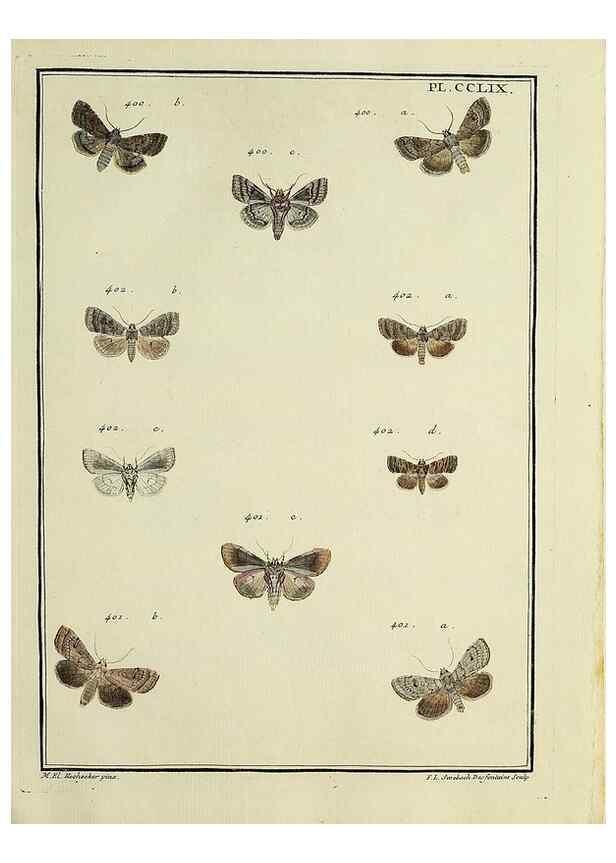 Reproducción/Reproduction 46811426432: Papillons d'Europe, peints d'après nature /. A Paris :Chez P.M. Delaguette, imprimeur-libraire ... ;1779-1792 [i.e. 1793]. 