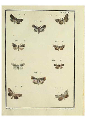 Reproducción/Reproduction 46811426432: Papillons d'Europe, peints d'après nature /. A Paris :Chez P.M. Delaguette, imprimeur-libraire ... ;1779-1792 [i.e. 1793]. 