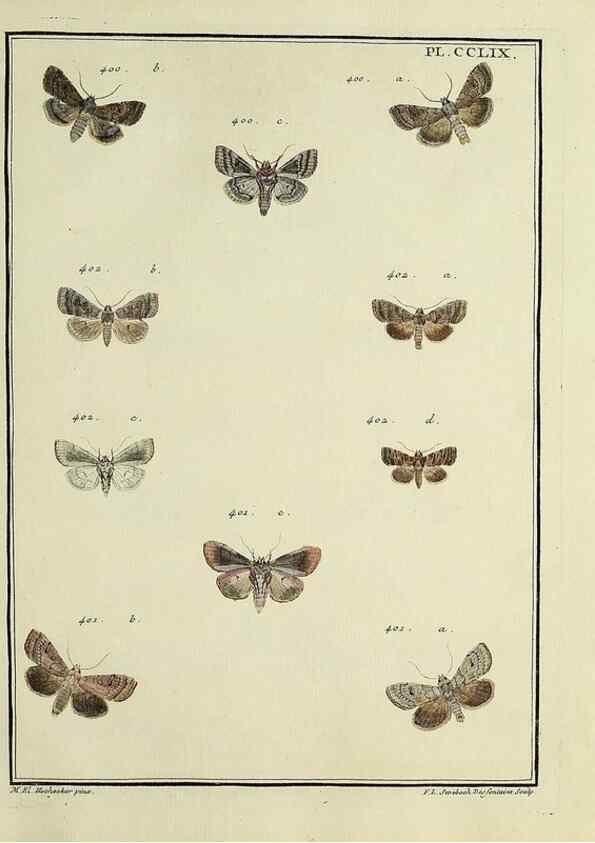 Reproducción/Reproduction 46811426432: Papillons d'Europe, peints d'après nature /. A Paris :Chez P.M. Delaguette, imprimeur-libraire ... ;1779-1792 [i.e. 1793]. 
