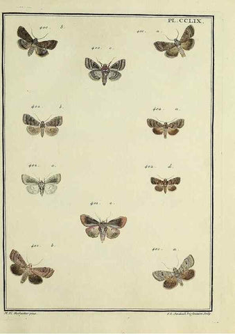 Reproducción/Reproduction 46811426432: Papillons d'Europe, peints d'après nature /. A Paris :Chez P.M. Delaguette, imprimeur-libraire ... ;1779-1792 [i.e. 1793]. 