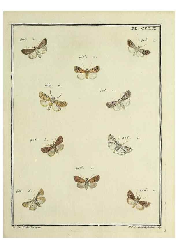 Reproducción/Reproduction 46811427792: Papillons d'Europe, peints d'après nature /. A Paris :Chez P.M. Delaguette, imprimeur-libraire ... ;1779-1792 [i.e. 1793]. 