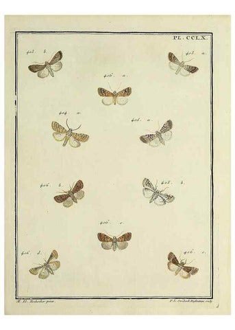 Reproducción/Reproduction 46811427792: Papillons d'Europe, peints d'après nature /. A Paris :Chez P.M. Delaguette, imprimeur-libraire ... ;1779-1792 [i.e. 1793]. 