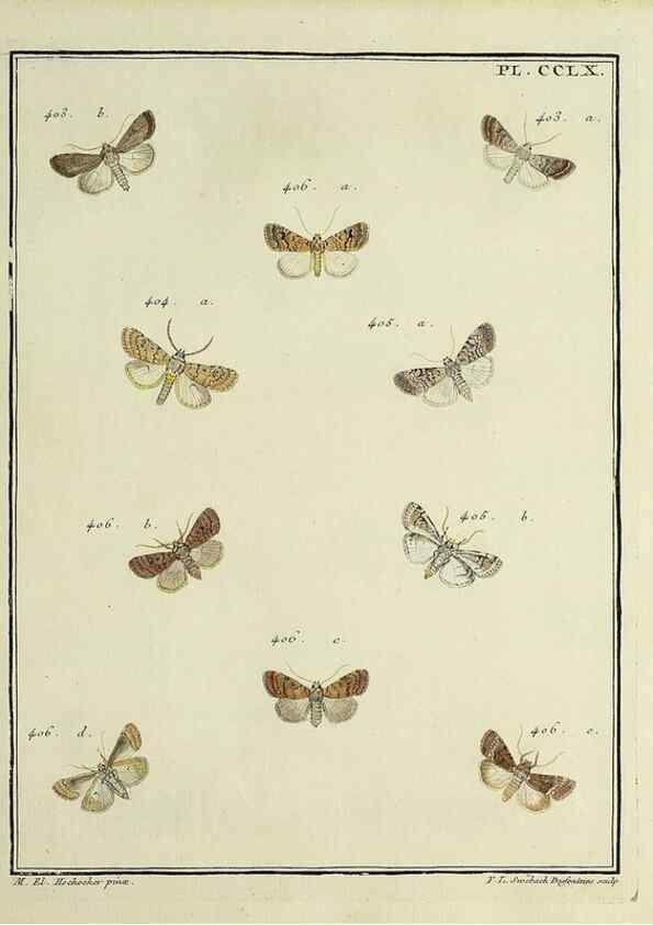 Reproducción/Reproduction 46811427792: Papillons d'Europe, peints d'après nature /. A Paris :Chez P.M. Delaguette, imprimeur-libraire ... ;1779-1792 [i.e. 1793]. 
