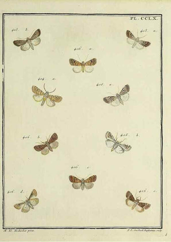 Reproducción/Reproduction 46811427792: Papillons d'Europe, peints d'après nature /. A Paris :Chez P.M. Delaguette, imprimeur-libraire ... ;1779-1792 [i.e. 1793]. 