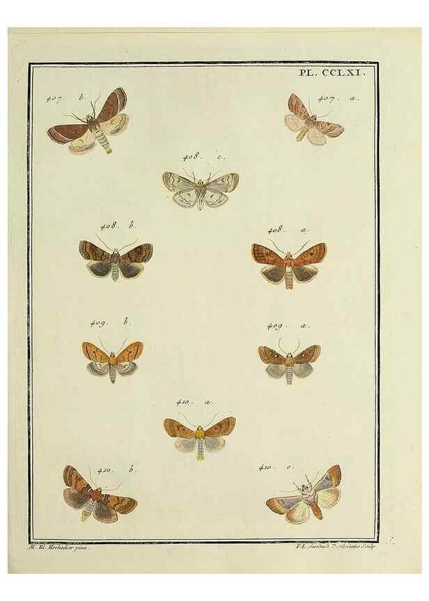 Reproducción/Reproduction 45949025575: Papillons d'Europe, peints d'après nature /. A Paris :Chez P.M. Delaguette, imprimeur-libraire ... ;1779-1792 [i.e. 1793]. 