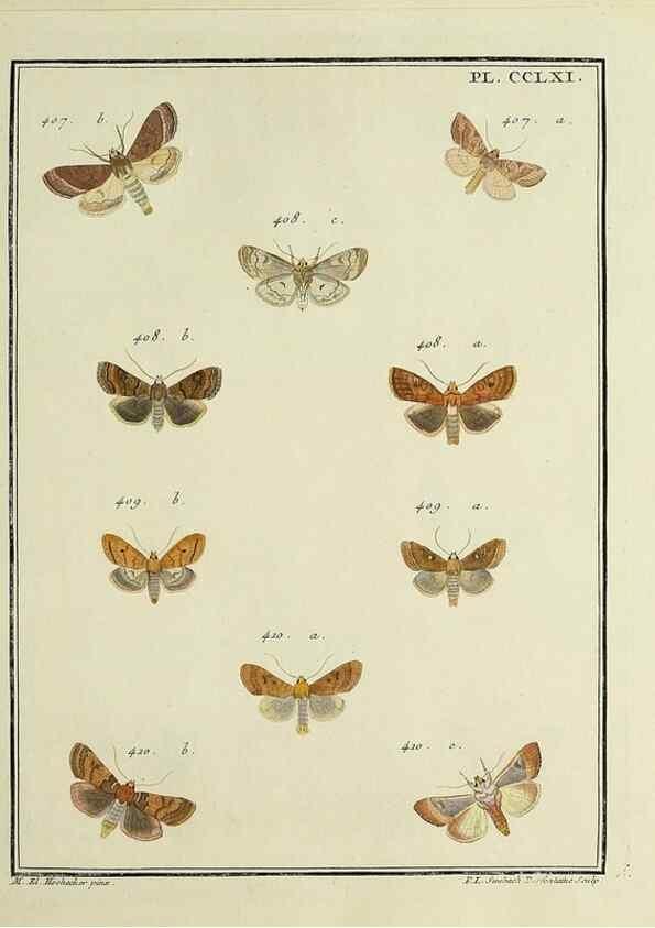 Reproducción/Reproduction 45949025575: Papillons d'Europe, peints d'après nature /. A Paris :Chez P.M. Delaguette, imprimeur-libraire ... ;1779-1792 [i.e. 1793]. 