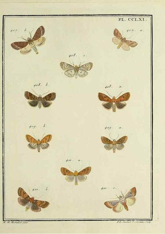 Reproducción/Reproduction 45949025575: Papillons d'Europe, peints d'après nature /. A Paris :Chez P.M. Delaguette, imprimeur-libraire ... ;1779-1792 [i.e. 1793]. 