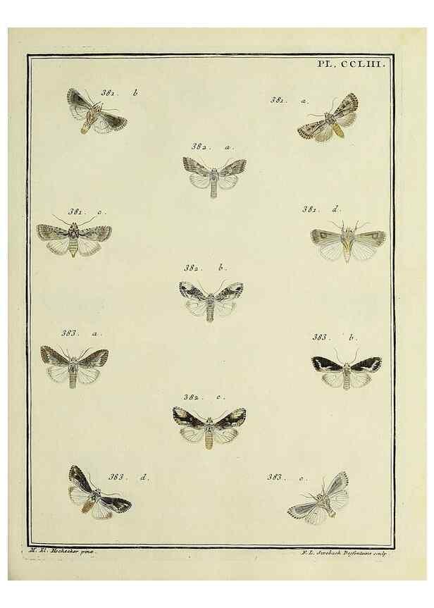 Reproducción/Reproduction 46138536054: Papillons d'Europe, peints d'après nature /. A Paris :Chez P.M. Delaguette, imprimeur-libraire ... ;1779-1792 [i.e. 1793]. 