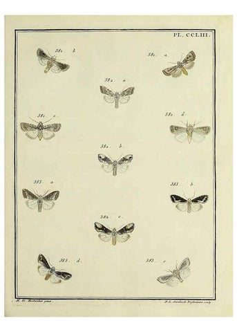 Reproducción/Reproduction 46138536054: Papillons d'Europe, peints d'après nature /. A Paris :Chez P.M. Delaguette, imprimeur-libraire ... ;1779-1792 [i.e. 1793]. 