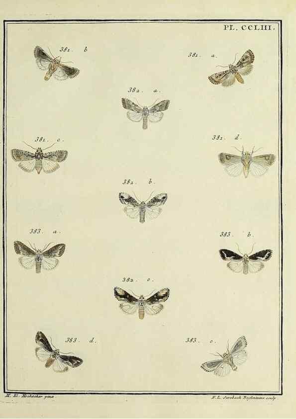 Reproducción/Reproduction 46138536054: Papillons d'Europe, peints d'après nature /. A Paris :Chez P.M. Delaguette, imprimeur-libraire ... ;1779-1792 [i.e. 1793]. 