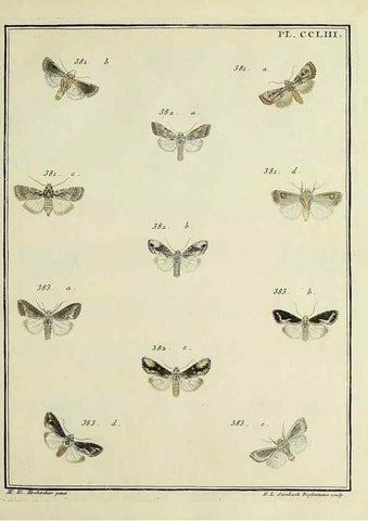 Reproducción/Reproduction 46138536054: Papillons d'Europe, peints d'après nature /. A Paris :Chez P.M. Delaguette, imprimeur-libraire ... ;1779-1792 [i.e. 1793]. 