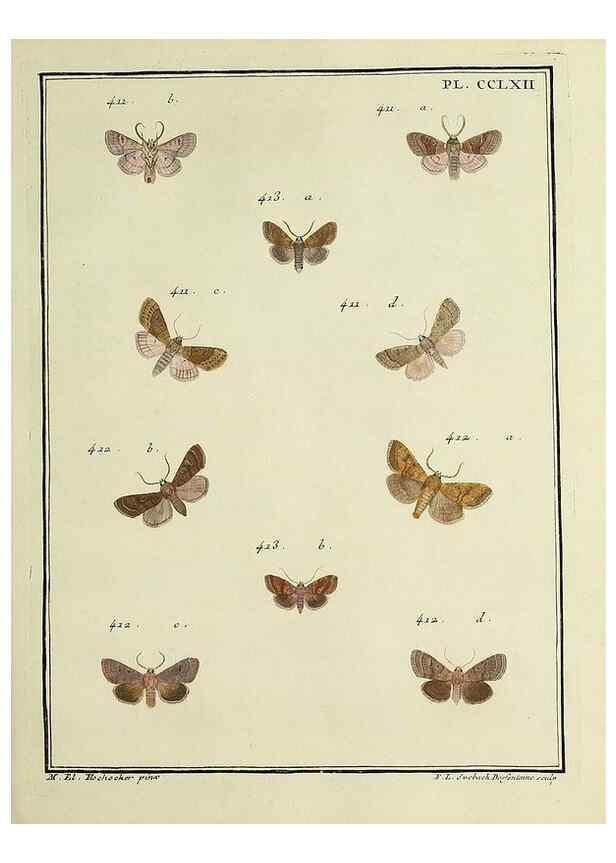 Reproducción/Reproduction 32988183458: Papillons d'Europe, peints d'après nature /. A Paris :Chez P.M. Delaguette, imprimeur-libraire ... ;1779-1792 [i.e. 1793]. 