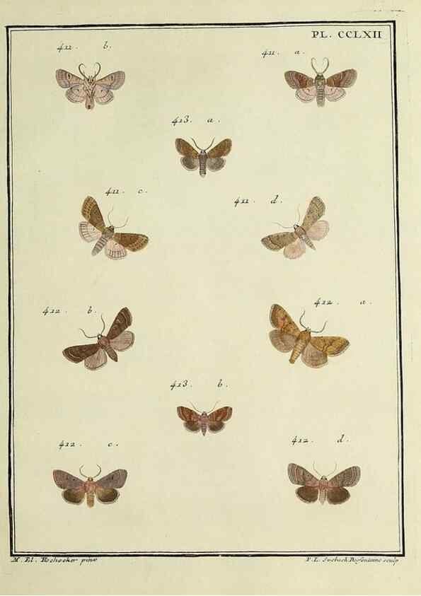 Reproducción/Reproduction 32988183458: Papillons d'Europe, peints d'après nature /. A Paris :Chez P.M. Delaguette, imprimeur-libraire ... ;1779-1792 [i.e. 1793]. 