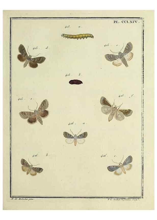 Reproducción/Reproduction 39898824373: Papillons d'Europe, peints d'après nature /. A Paris :Chez P.M. Delaguette, imprimeur-libraire ... ;1779-1792 [i.e. 1793]. 