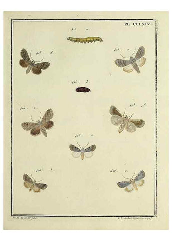 Reproducción/Reproduction 39898824373: Papillons d'Europe, peints d'après nature /. A Paris :Chez P.M. Delaguette, imprimeur-libraire ... ;1779-1792 [i.e. 1793]. 