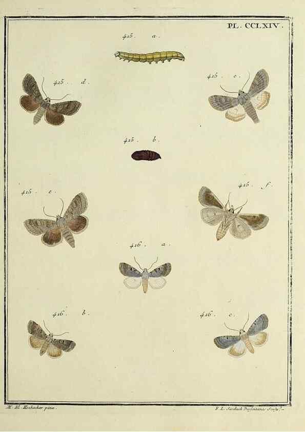 Reproducción/Reproduction 39898824373: Papillons d'Europe, peints d'après nature /. A Paris :Chez P.M. Delaguette, imprimeur-libraire ... ;1779-1792 [i.e. 1793]. 