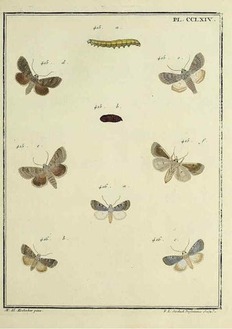 Reproducción/Reproduction 39898824373: Papillons d'Europe, peints d'après nature /. A Paris :Chez P.M. Delaguette, imprimeur-libraire ... ;1779-1792 [i.e. 1793]. 