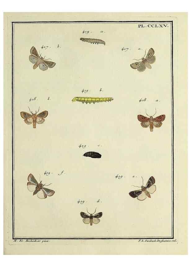 Reproducción/Reproduction 46138542274: Papillons d'Europe, peints d'après nature /. A Paris :Chez P.M. Delaguette, imprimeur-libraire ... ;1779-1792 [i.e. 1793]. 