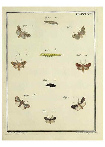 Reproducción/Reproduction 46138542274: Papillons d'Europe, peints d'après nature /. A Paris :Chez P.M. Delaguette, imprimeur-libraire ... ;1779-1792 [i.e. 1793]. 