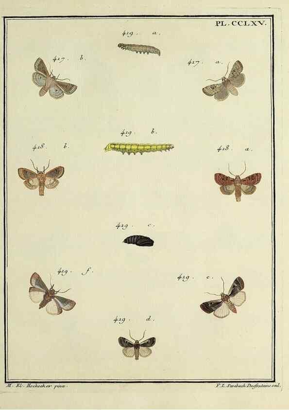 Reproducción/Reproduction 46138542274: Papillons d'Europe, peints d'après nature /. A Paris :Chez P.M. Delaguette, imprimeur-libraire ... ;1779-1792 [i.e. 1793]. 