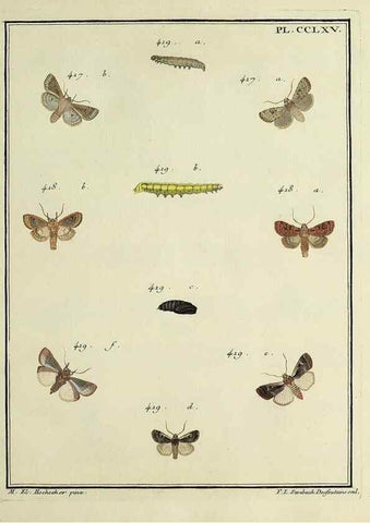 Reproducción/Reproduction 46138542274: Papillons d'Europe, peints d'après nature /. A Paris :Chez P.M. Delaguette, imprimeur-libraire ... ;1779-1792 [i.e. 1793]. 