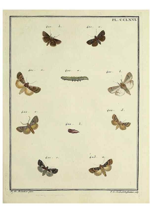 Reproducción/Reproduction 46138542964: Papillons d'Europe, peints d'après nature /. A Paris :Chez P.M. Delaguette, imprimeur-libraire ... ;1779-1792 [i.e. 1793]. 